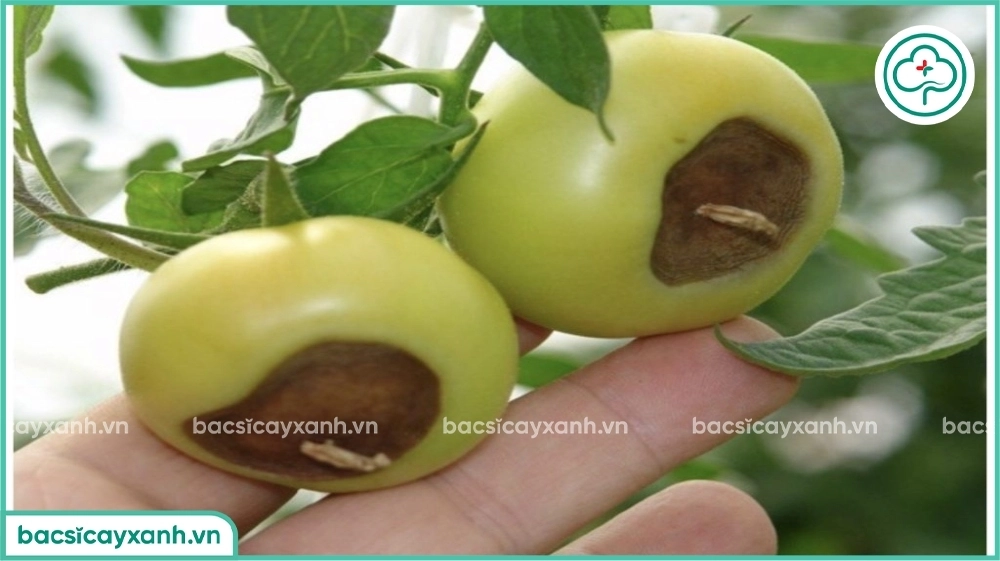 Tác dụng của canxi bo với cây trồng